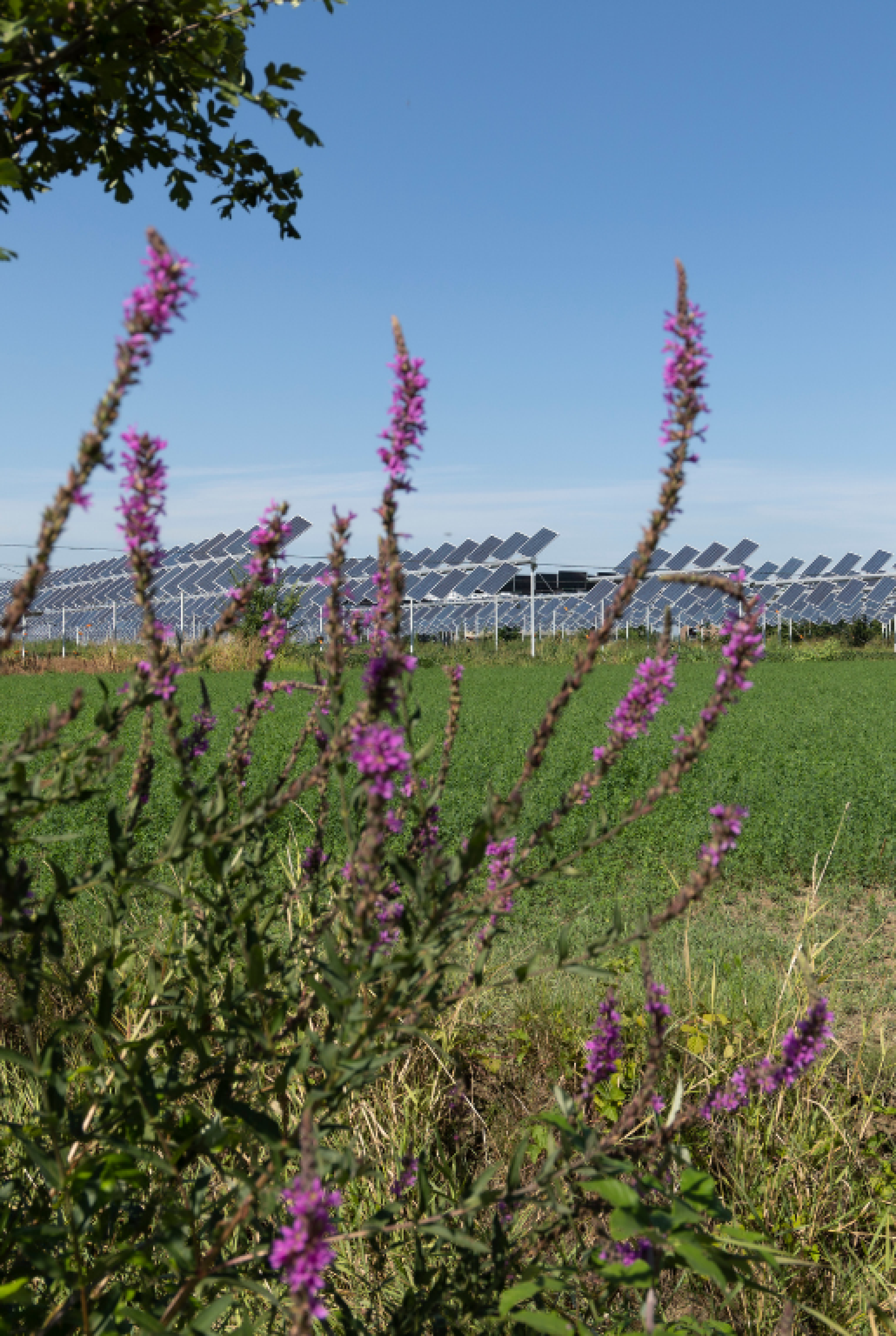Agrivoltaics (5)